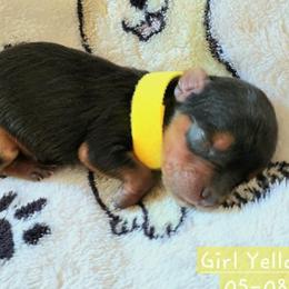 Daisy - Black and gold female Yorkshire Terrier puppy in Nitro, West Virginia from Kathryn's Yorkies