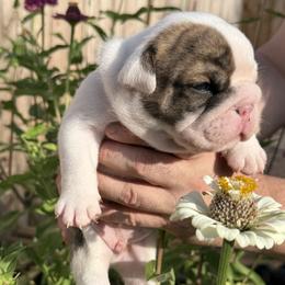 Sunny - Brindle male Bulldog puppy in San Antonio, Texas from Bulldogzilla Breeders