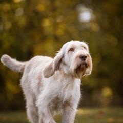 Dreamer - Spinone Italiano
