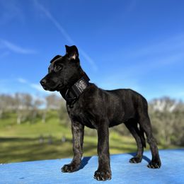 Dutch Shepherd Puppies from Westberg Working Dogs