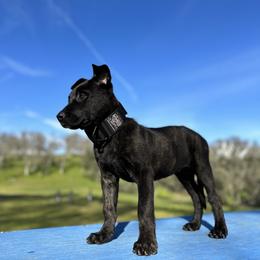 Dutch Shepherd Puppies from Westberg Working Dogs