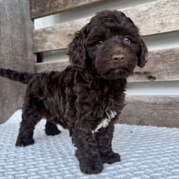 Godiva - Chocolate female Australian Labradoodle puppy in Sarasota, Florida from GWagz