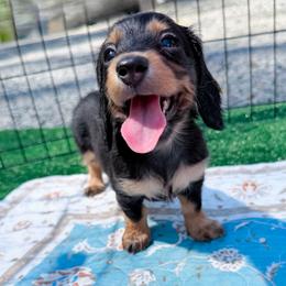 Bell - Black and tan female Dachshund puppy in Richmond, Virginia from Irresistible Dachshunds & Cavaliers
