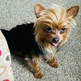Yorkshire Terriers from A Lil Luv Pups