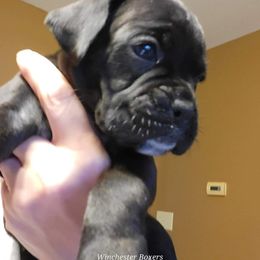 Boxer Puppies from Winchester Boxers