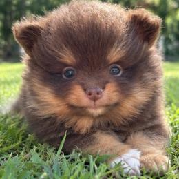 Karma - Chocolate and tan female Pomeranian puppy in Buck Valley, Pennsylvania from Buck Valley Pomeranians
