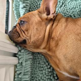 French Bulldog puppies from ZiaLine French Bulldogs