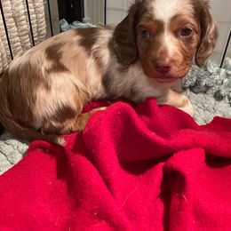 Dachshund Puppies from Doggie Dream House