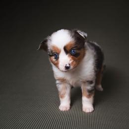 Stitch - Blue merle male Toy Australian Shepherd puppy in Fresno, California from Alpine Tails