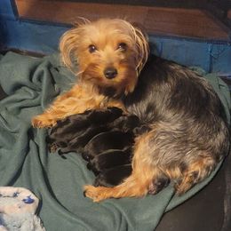 Tina - Silky Terrier