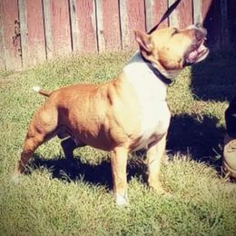 Maverick - American Staffordshire Terrier