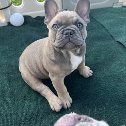 Boy 1 - Blue fawn French Bulldog puppy in Vero Beach, Florida from Born in Paradise Frenchies