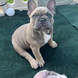 Boy 1 - Blue fawn French Bulldog puppy in Vero Beach, Florida from Born in Paradise Frenchies