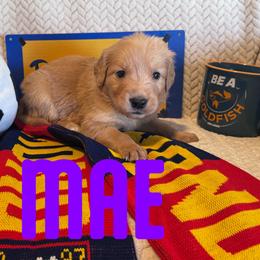 Mae - Golden female Golden Retriever puppy in Salt Lake City, Utah from Soaring golden retrievers