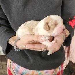 PUPPY 1 - Merle male Goldendoodle puppy in Saint Cloud, Florida from Rising Star Kennels
