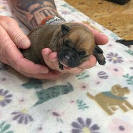 Female 5 - Red female Staffordshire Bull Terrier puppy in Lakeland, Florida from English Creek Staffords
