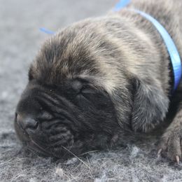 Mastiff Puppies from Fire Creek Mastiffs