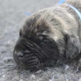 Mastiff Puppies from Fire Creek Mastiffs