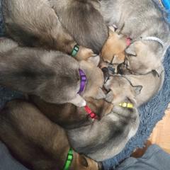 Swedish Vallhund Puppies from Skyfyre Swedish Vallhunds