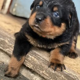 Green boy - Rottweiler puppy from Wildhaven Rottweilers
