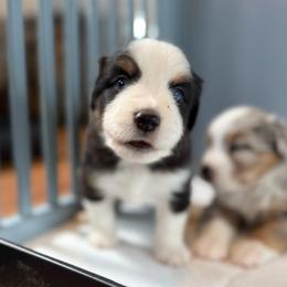 Flint - Black tri male Miniature American Shepherd puppy in Phoenix, Arizona from Outlaw Minis