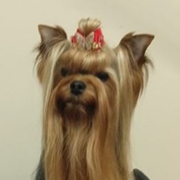 Yorkshire Terriers from Sandbox Yorkies