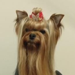 Yorkshire Terriers from Sandbox Yorkies