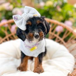 Sally - Tri-color female Bernedoodle puppy in Sulphur, Louisiana from Curly Q’s Of Carlyss
