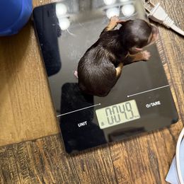 Chocolate male 1 - Chocolate and tan male Yorkshire Terrier puppy in Grove Hill, Alabama from Huntington Yorkies
