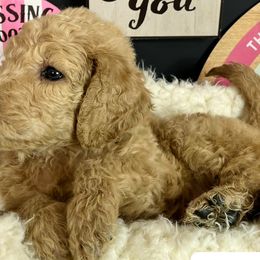 Girl 1- Star - Red  Goldendoodle puppy in Douglasville, Georgia from Poodles & Doodles by Design