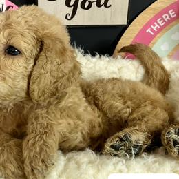 Girl 1- Star - Red  Goldendoodle puppy in Douglasville, Georgia from Poodles & Doodles by Design