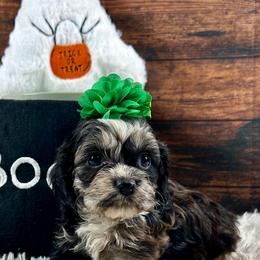 Sarah - Brown white and tan female Cockapoo puppy in Lancaster, Missouri from Cavapoo Acres