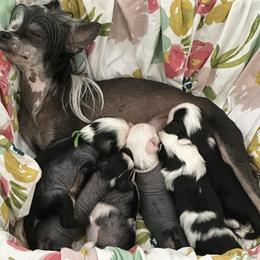 Chinese Crested Puppies from Naked & Puffs