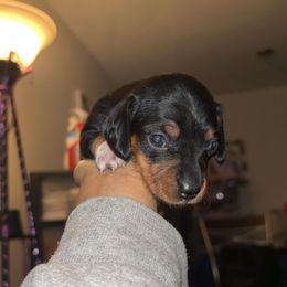 Genesis - Black male Dachshund puppy in Watertown, Massachusetts from Jae’s Puppy House