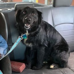 Australian Shepherds from McCullah’s Australian Shepherds