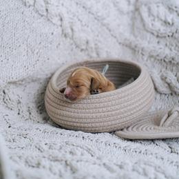 Lilac collar - Cinderella - Red  female Goldendoodle puppy in Duncan, South Carolina from Abner Creek Poodles & Doodles