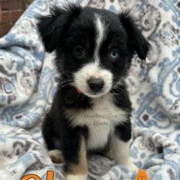 Glory - Black tri female Miniature Australian Shepherd puppy in Millington, Tennessee from Goading Glee Glade