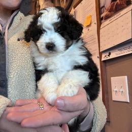 Yosemite - Black tri-color male Aussiedoodle puppy in Tonasket, Washington from V5 Aussies