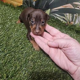 Manzo - Chocolate and rust male Miniature Pinscher puppy in Baton Rouge, Louisiana from Pike's Pups
