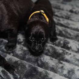 Cane Corso Puppies from Family Corso Kennels