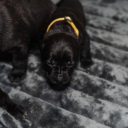 Cane Corso Puppies from Family Corso Kennels