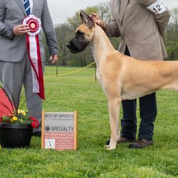 Great Danes from Sanctuary Great Danes