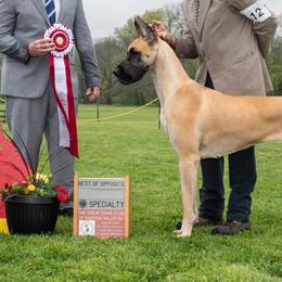 Great Danes from Sanctuary Great Danes