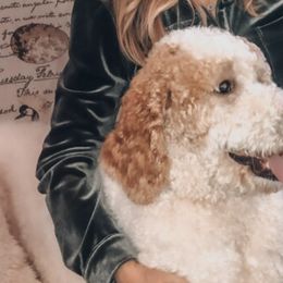 Aussiedoodles and Goldendoodles from All Things Doodles