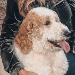 Aussiedoodles and Goldendoodles from All Things Doodles