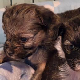 Basil - female Yorkipoo puppy in West Enfield, Maine from GRIFFEY'S SPA AND KENNEL