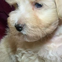 Miniature Schnauzers, Poodles, and Schnoodles from Mrs Bs Teeny Schnauzers & Doodles