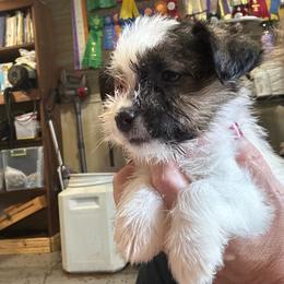Firefly - White and tan female Russell Terrier puppy in Viper, Kentucky from Mountain Top