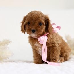Teddy - Red female Cavapoo puppy in Queen Creek, Arizona from Dulcito Doodles