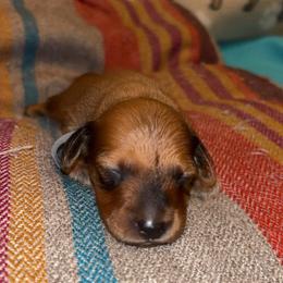 Patriot - Red male Dachshund puppy in Clarksdale, Mississippi from Bo Didley's Doxies